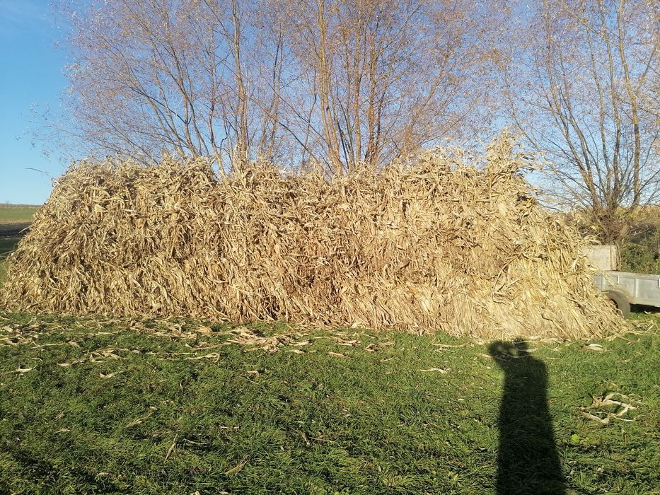 Vînd strujeni preț 4 lei snopu plus ovăz 1.50 kg plus cartofi pentru a