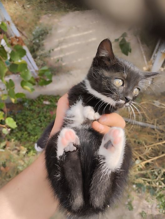 Dau pisoi spre adopție jucăuși și energici