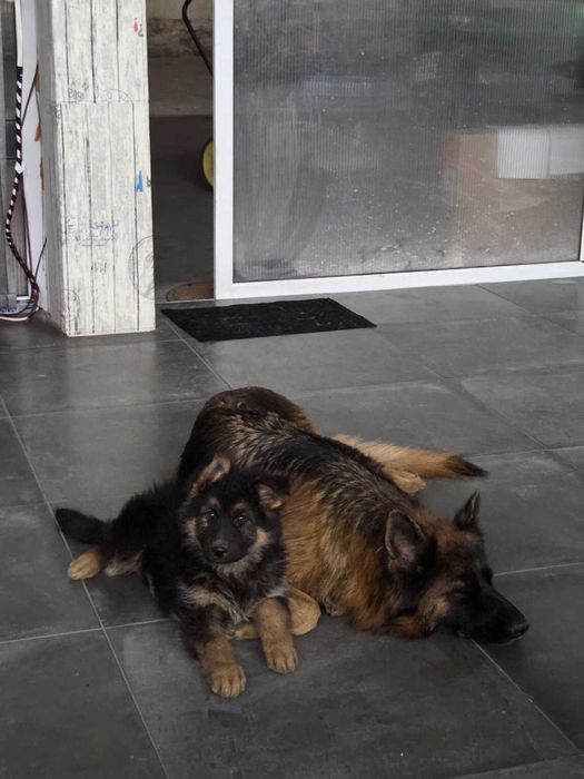 Продаваме кученца - немска овчарка