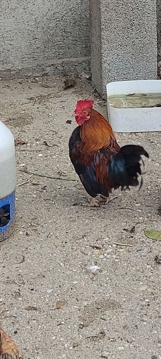 Găini americane pitici