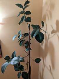 Ofer spre vanzare o planta decorativa, Ficus robusta