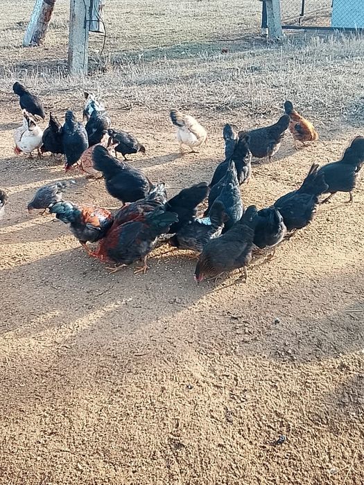 Продам куры и петухи