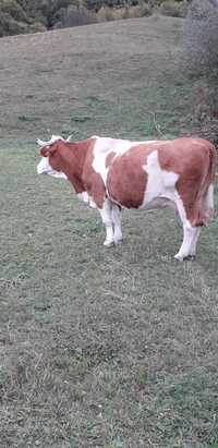 Vaca baltată romaneasca