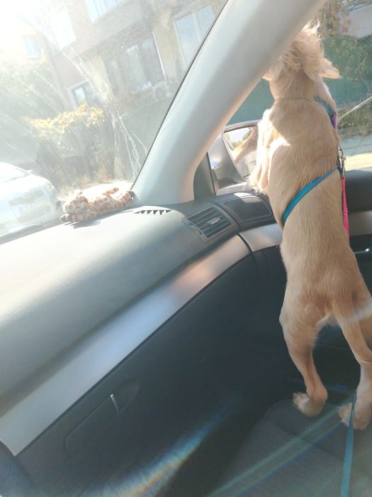 Подарявам кокер шпаньол