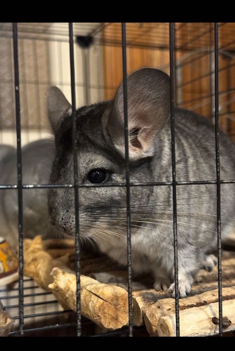 Chinchilla de un an + cușcă supraetajată