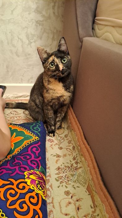 Кошка в добрые руки