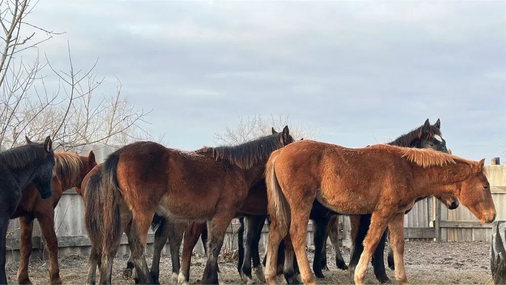 Продажа жеребят 250 тыс