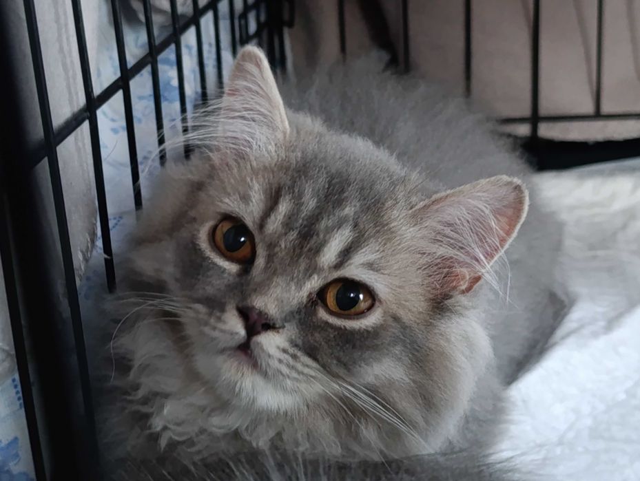 Pisica british longhair blue tabby
