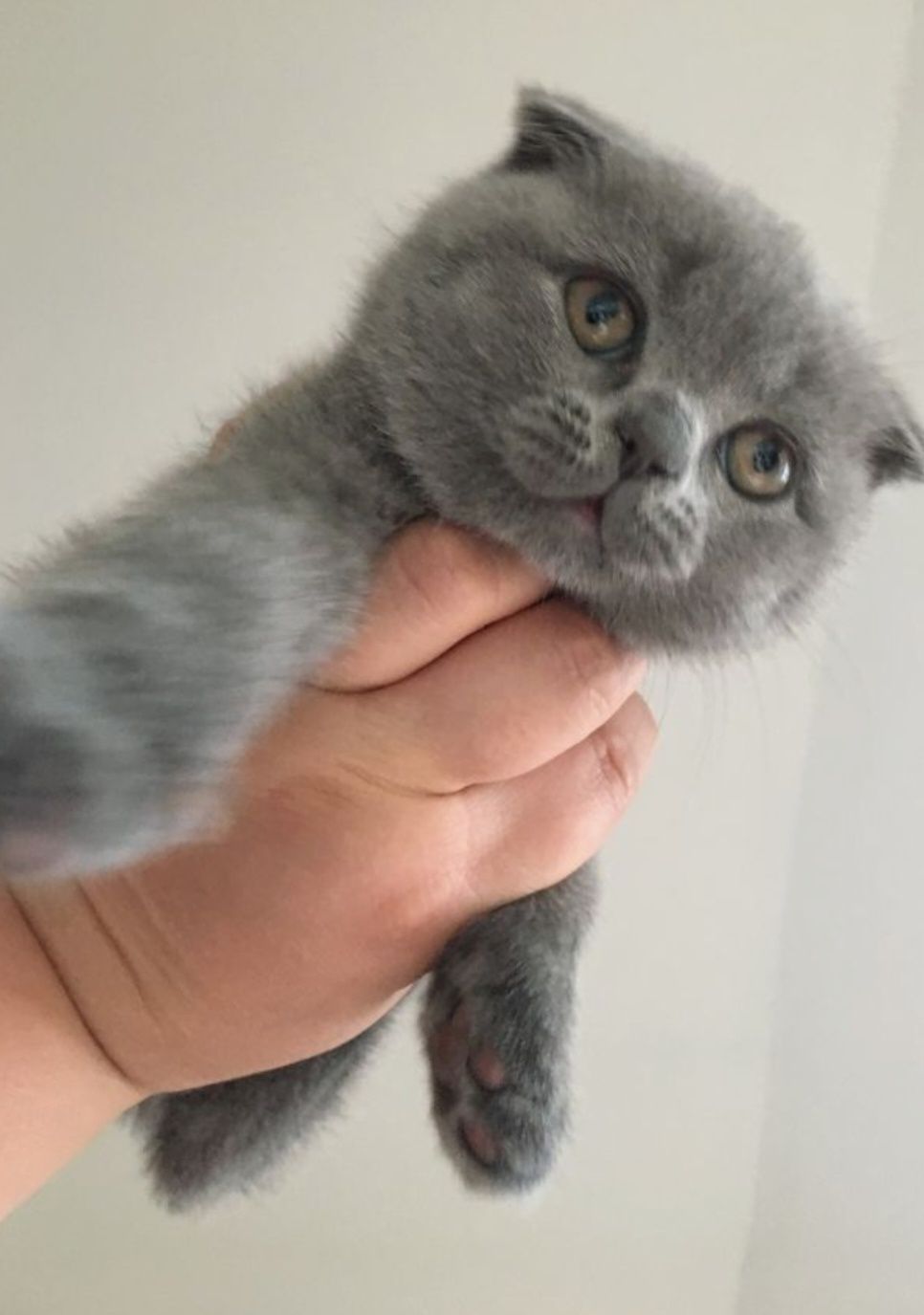 Продаются шотландские вислоухие котята