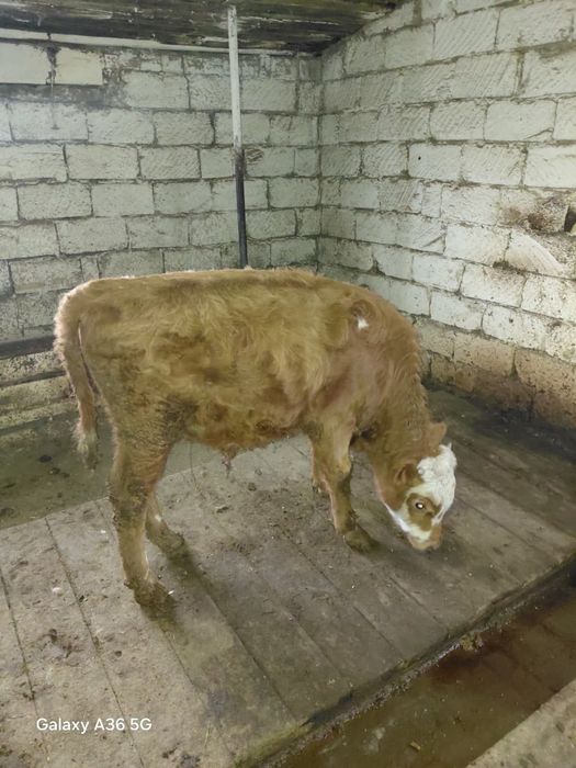 Еркек баспақ сатылады.