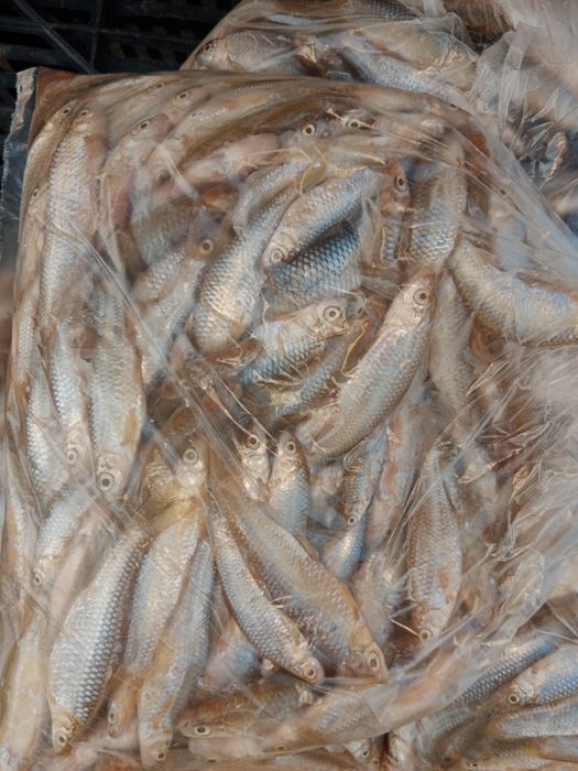 Рыба мелкая рыбка