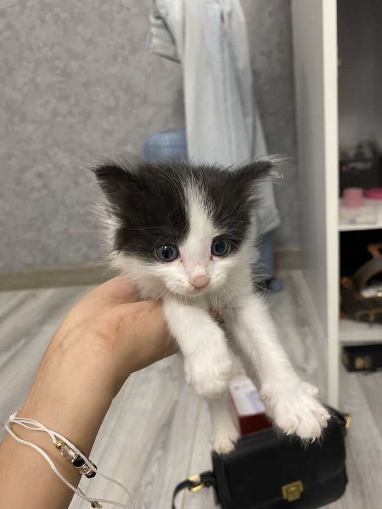 Отдадим котенка мальчик