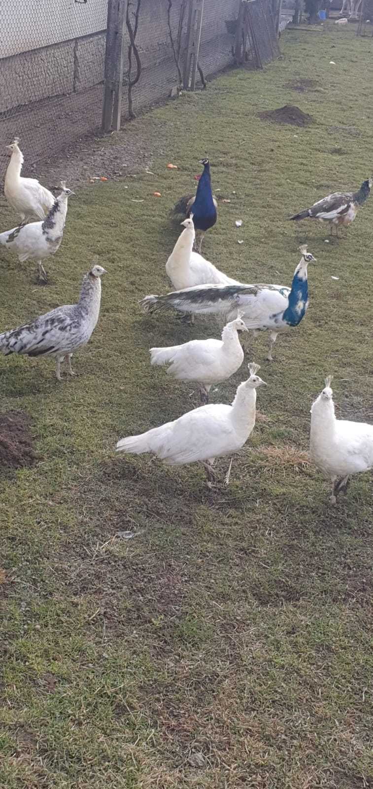 Păuni maturi și pui - Arlechin,Blue, Albi