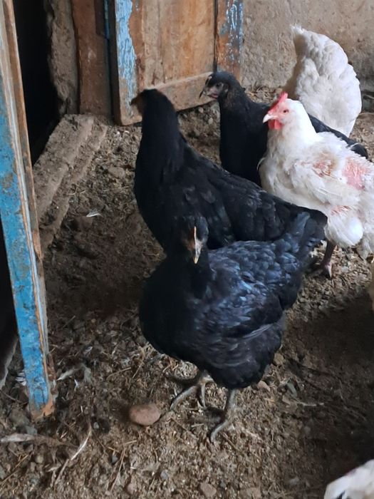 Джерсийский гигант