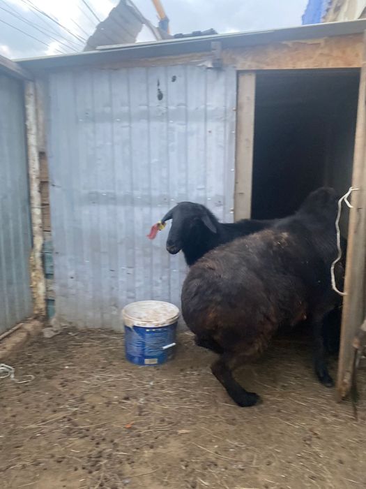 Ісек ірі 2 бас бар