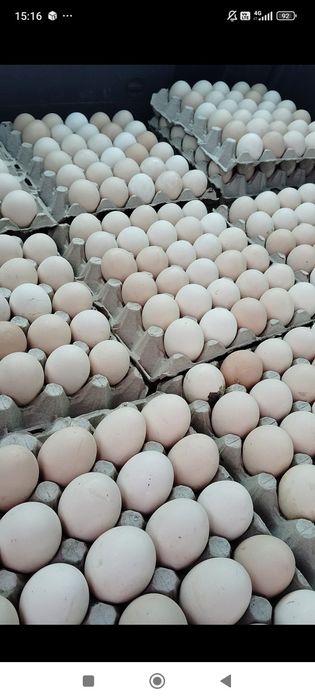 De vânzare ouo.  Proaspete