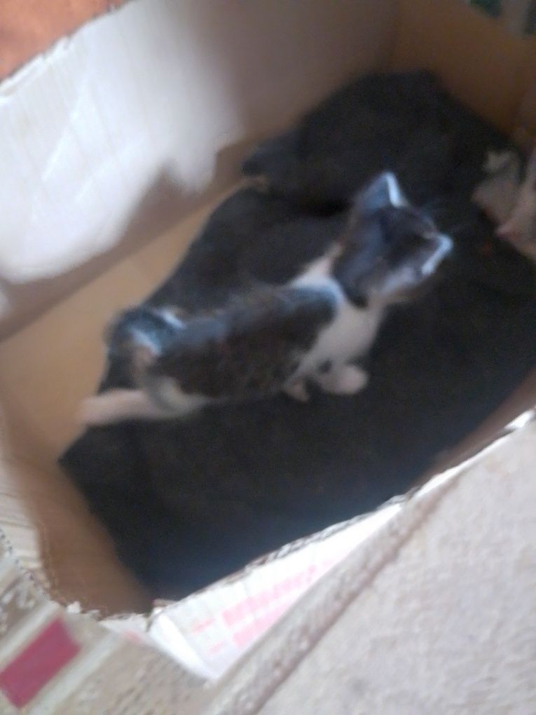 Отдам Котят Даром