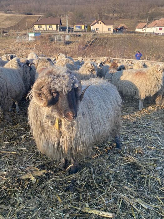 De vânzare 2 berbecuți bucălăi