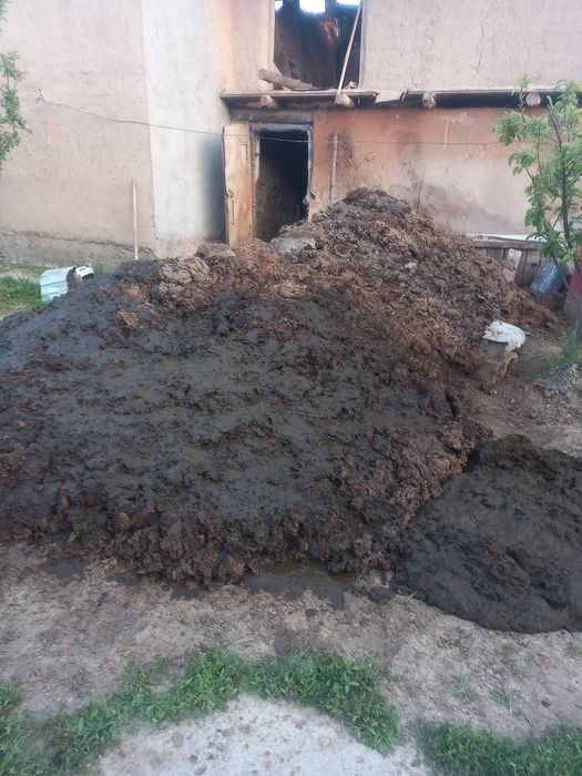 Тек Сиырдың малағы