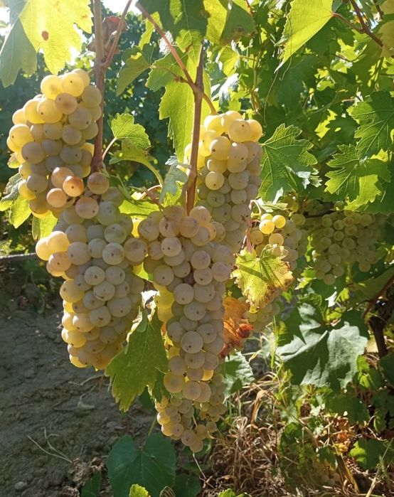 Struguri de pentru vin
