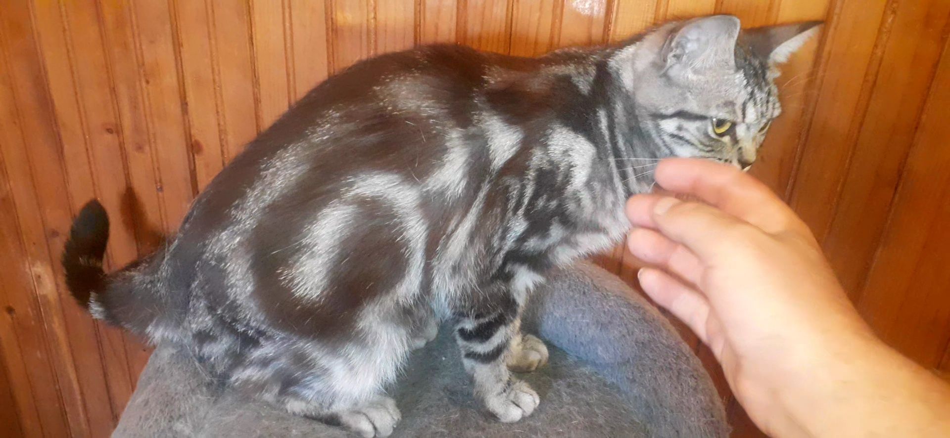 Femela british shorthair silver tabby 2 ani