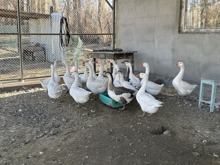 Продам гусей ищи обмен
