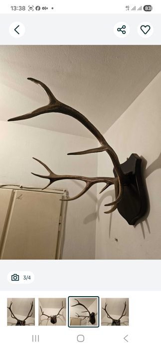 Vand trofee cerb carpatin,lopatar,caprior,capra neagra,sulitar. 8 poze