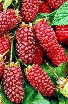 Arbusti fructiferi  soiuri de  mur  Rosu