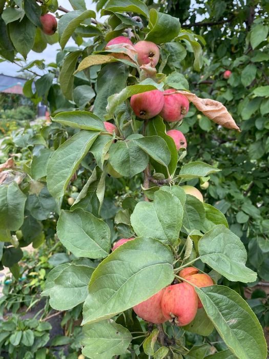 Продам дом в Петерфельде