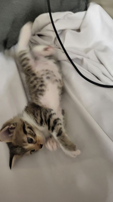 2 котенца си търсят дом!