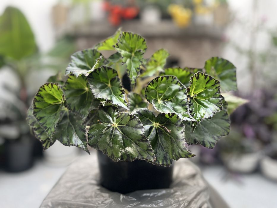 Цветы тепличные опт и в розницу