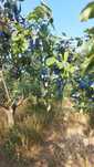 Prune Stanley de vanzare !!!