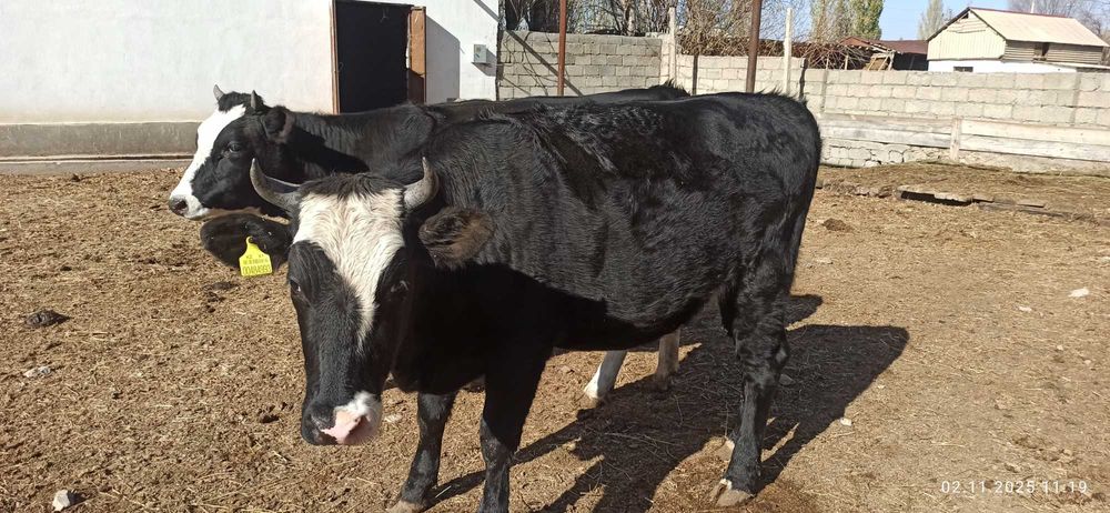 Продаются коровы