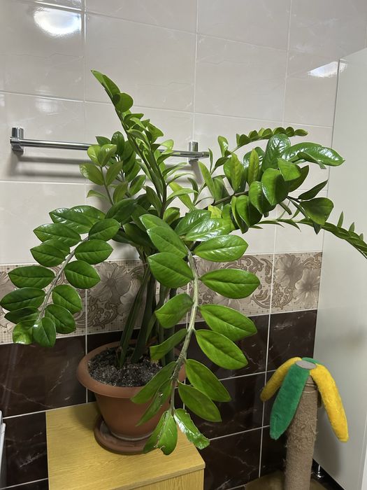 Замиокулькас: Долларовое Дерево