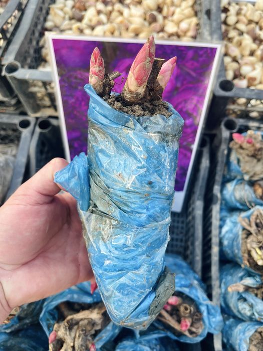 Сортовые пионы в продаже