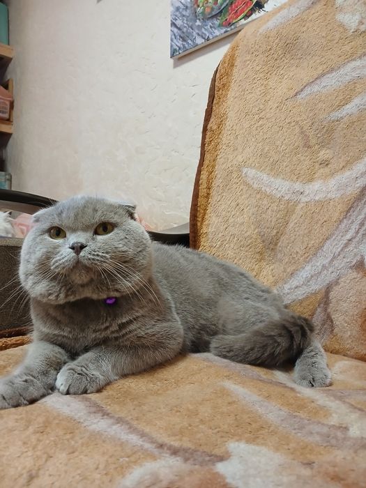 Выставляется котик на вязку