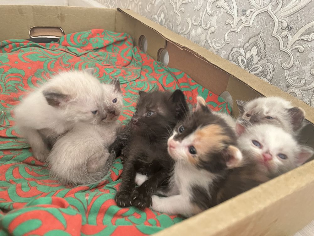 Котята ласковые, игривые по хорошей цене