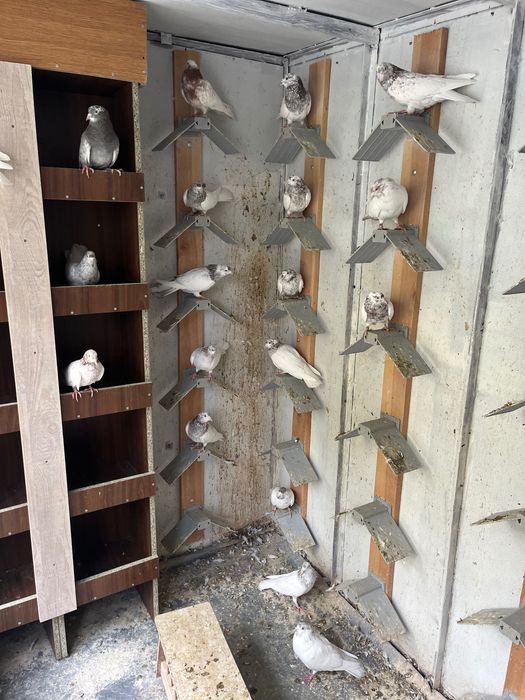 Пазарджишки високолетци