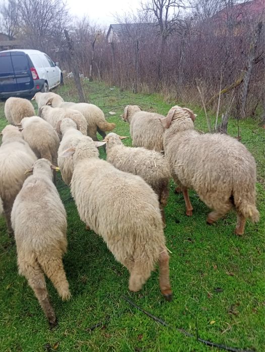 Vand          carlani