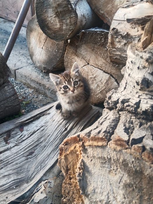 Котята 3 девочки