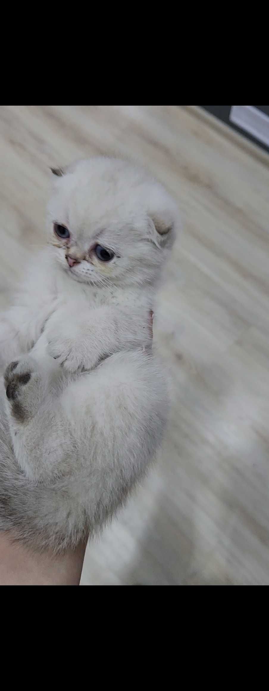 Шотландски котенца
