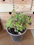 Vand Oxalis ‘Sunset Velvet’ (‘Gold’) – 1 ghiveci