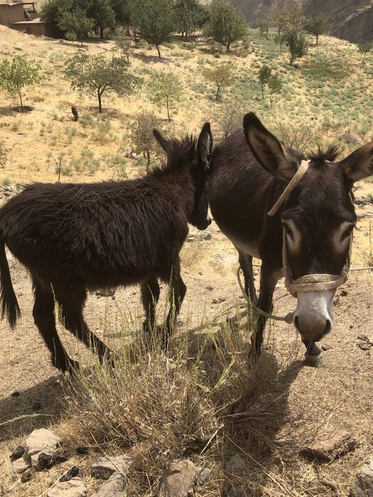 Ona bola urgochi ewwak yuvow tepmaydi tiwlamaydi