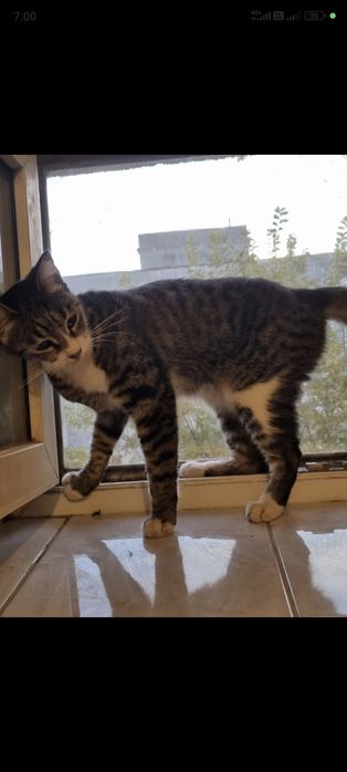 pisica de adoptat,fetita frumoasa,pisicuta pentru adoptie,pisica dragu