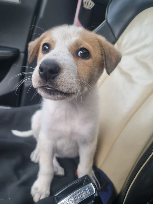 Donez catelusa de 3 luni