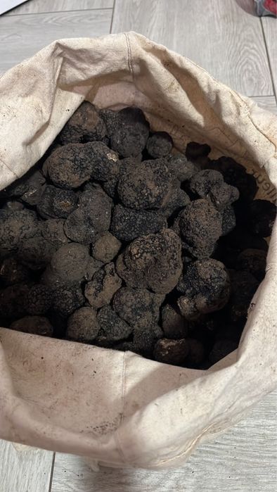 Trufe negre de iarnă