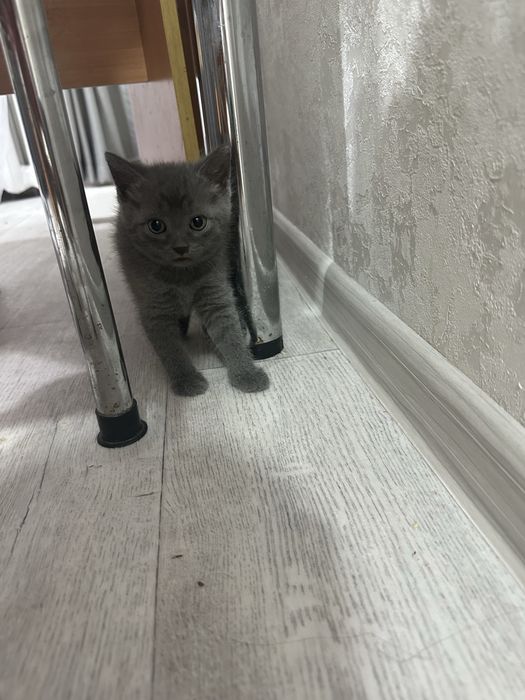 Отдам котенка в добрые руки