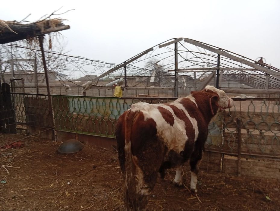 Simental novos 2 yoshda