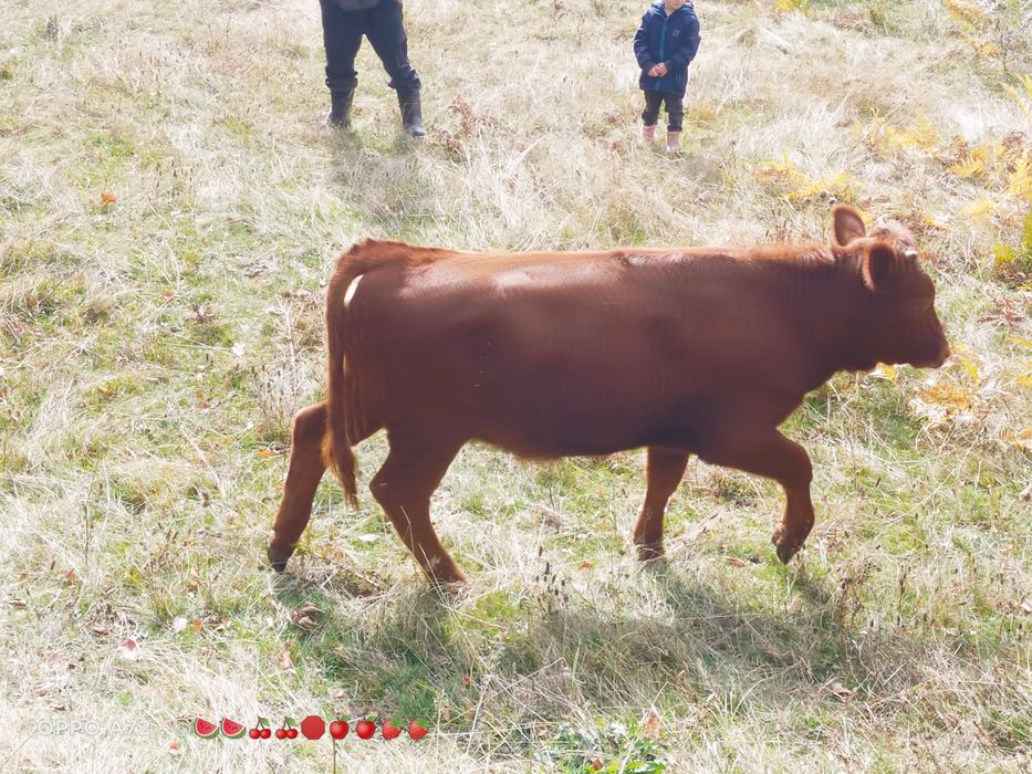 Vând viței de rasa,  angus roșu. Viței de prăsilă