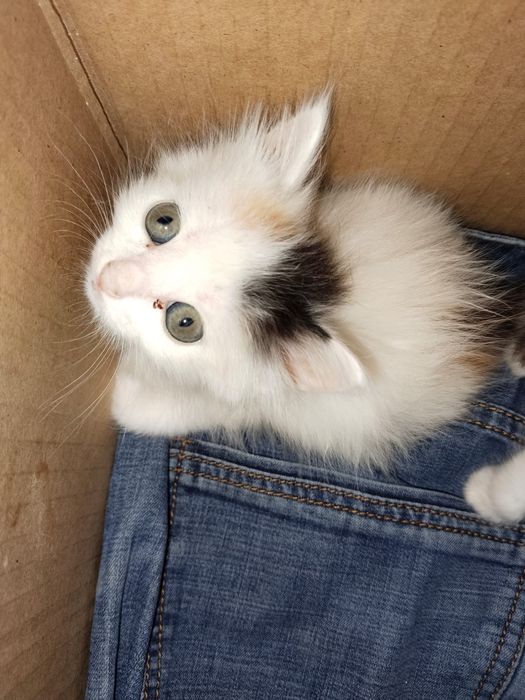 Отдам котят в хорошие руки!